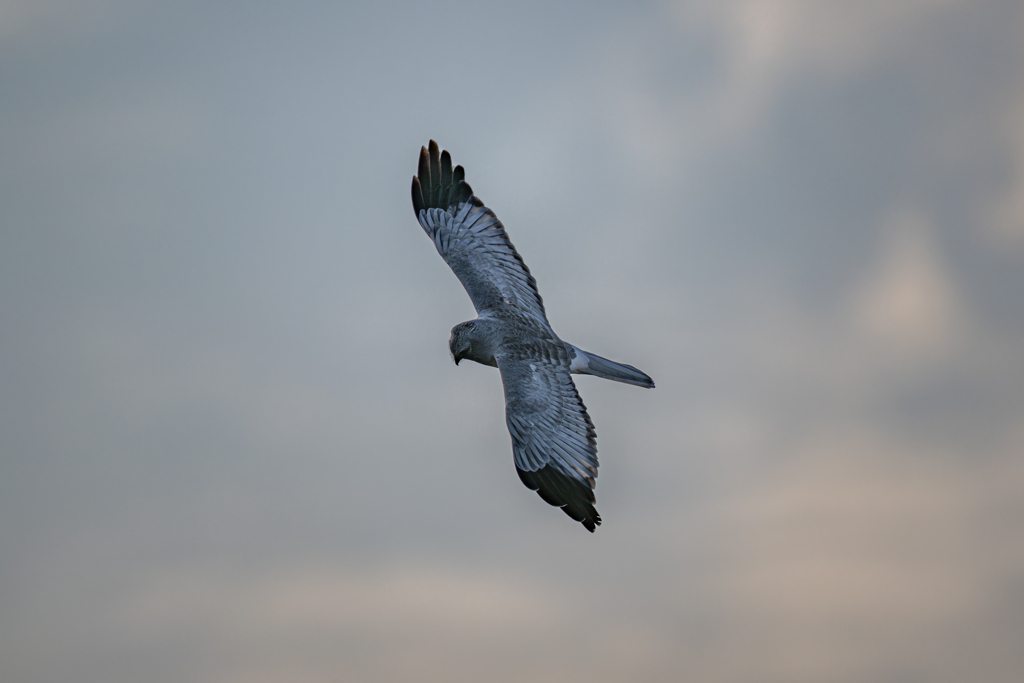 ハイイロチュウヒ