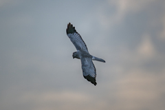 ハイイロチュウヒ