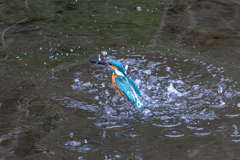 カワセミ