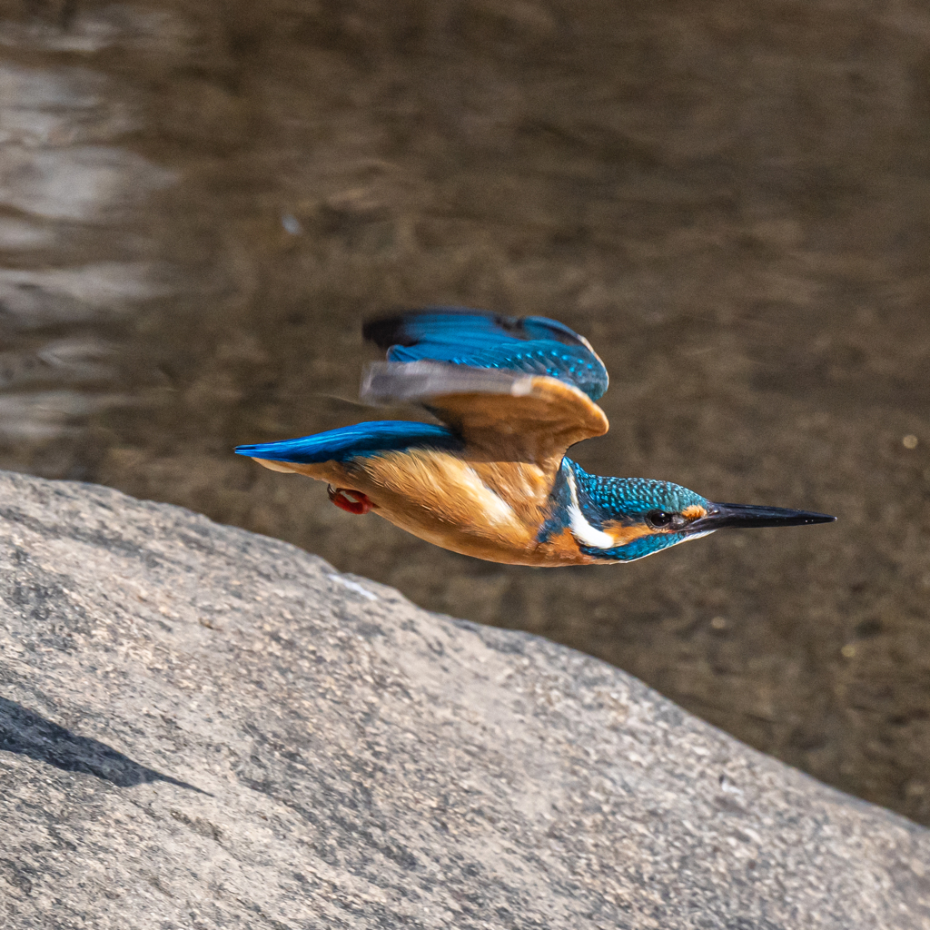 カワセミ