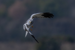 ハイイロチュウヒ