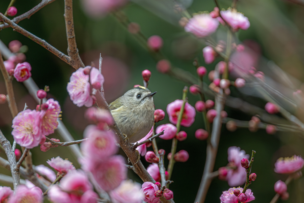 キクイタダキ…