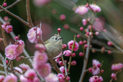 キクイタダキ…