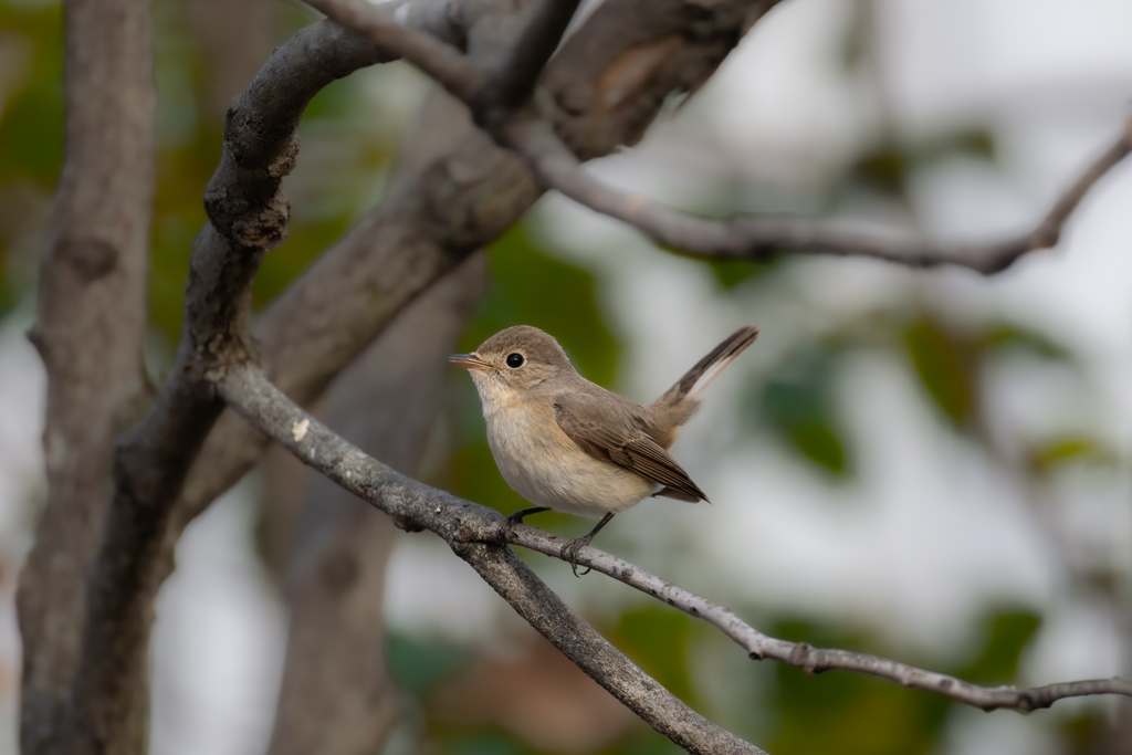 ニシオジロビタキ