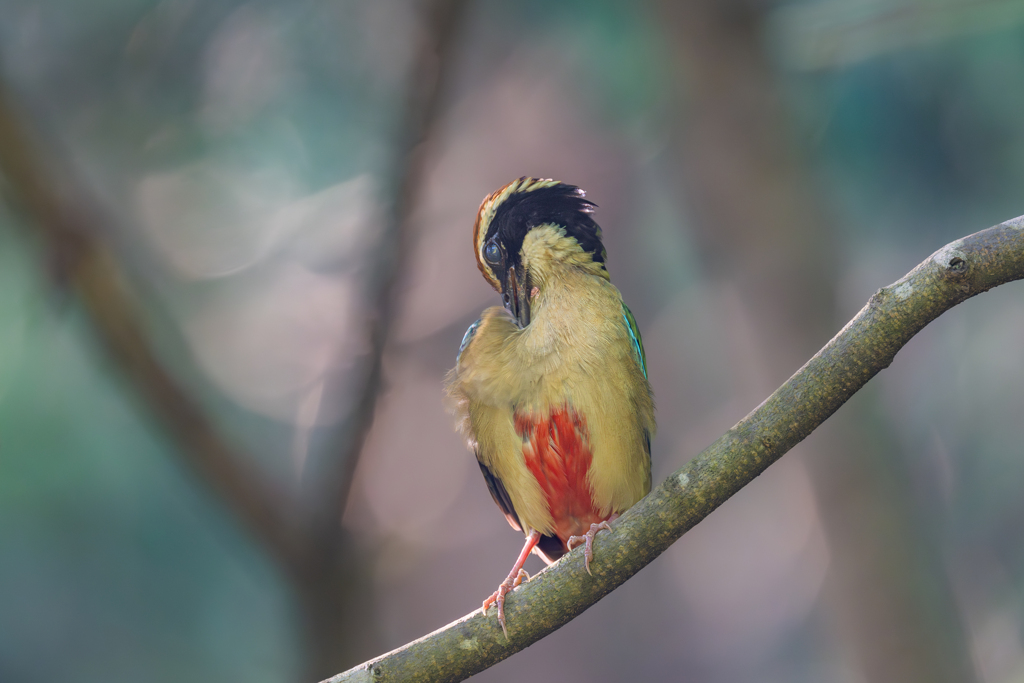ヤイロチョウ