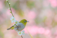 ウメジロー