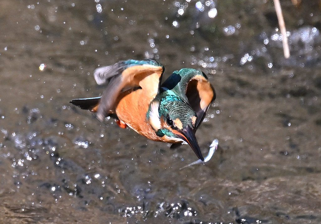 カワセミ