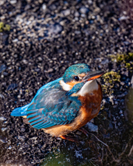カワセミ