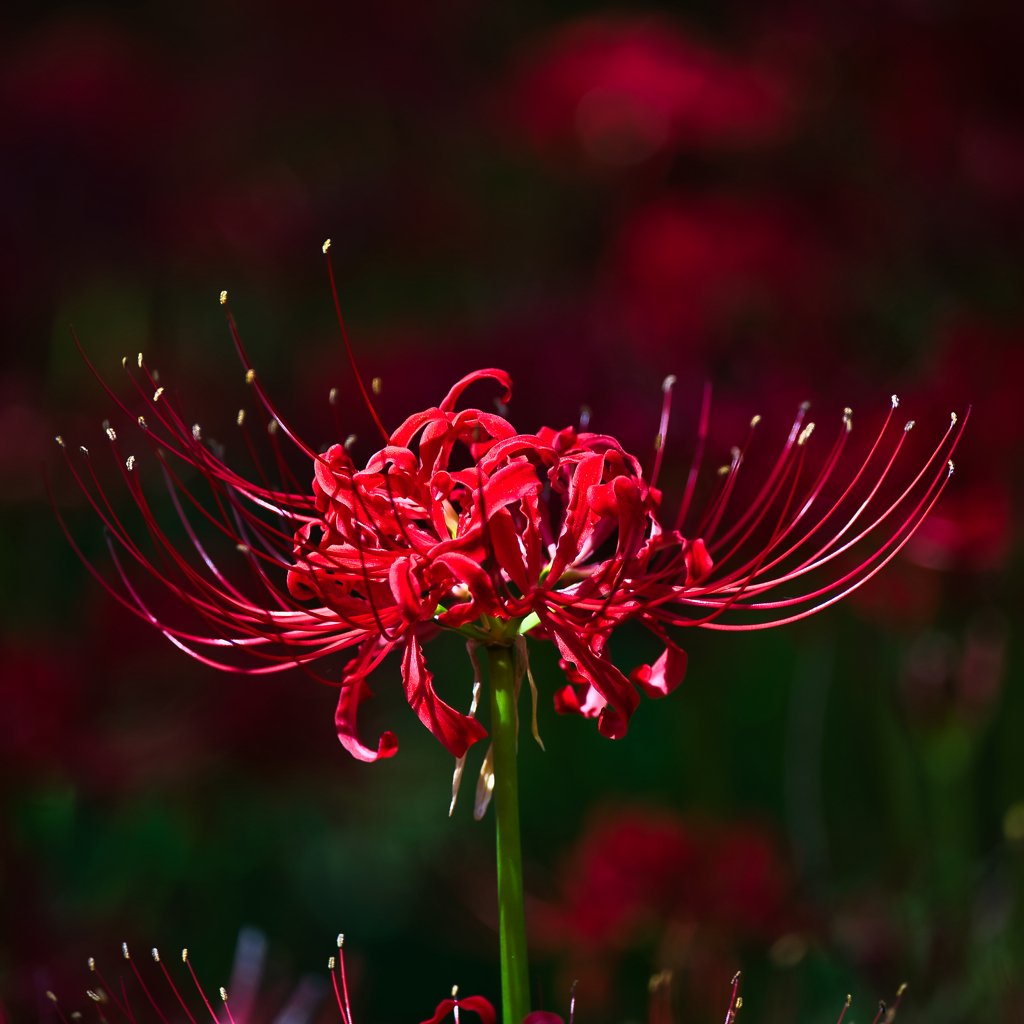彼岸花