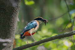 ヤイロチョウ