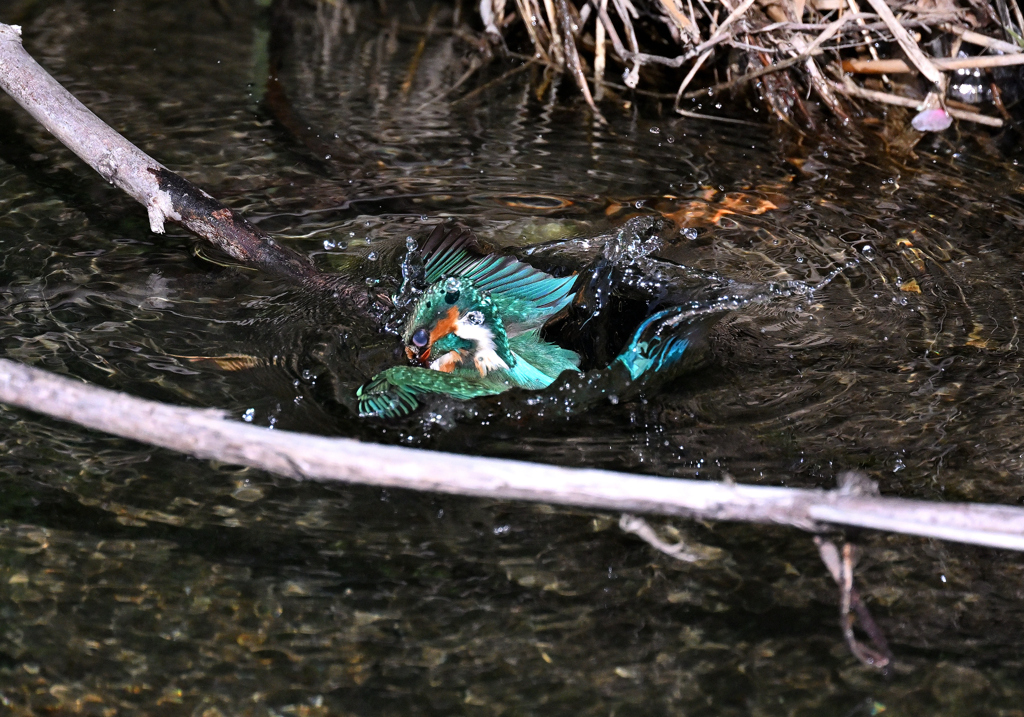 カワセミ