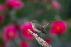 ニシオジロビタキ