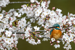 桜とカワセミ