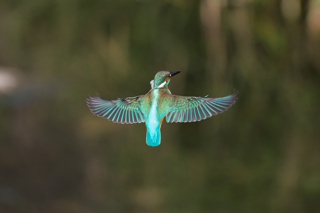 カワセミ　ホバリング