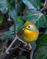 ソウシチョウ
