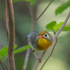 ソウシチョウ