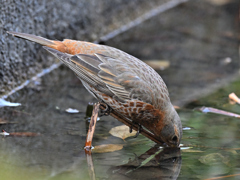 ハチジョウツグミ