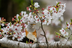 カラアカハラ