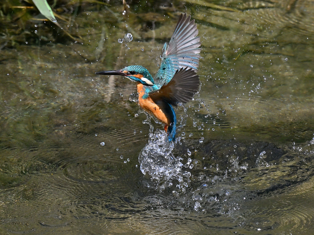 カワセミ