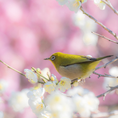 ウメジロー