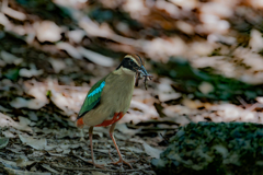 ヤイロチョウ
