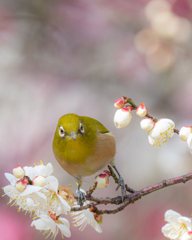 ウメジロー