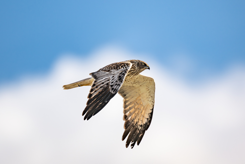 大陸型チュウヒ