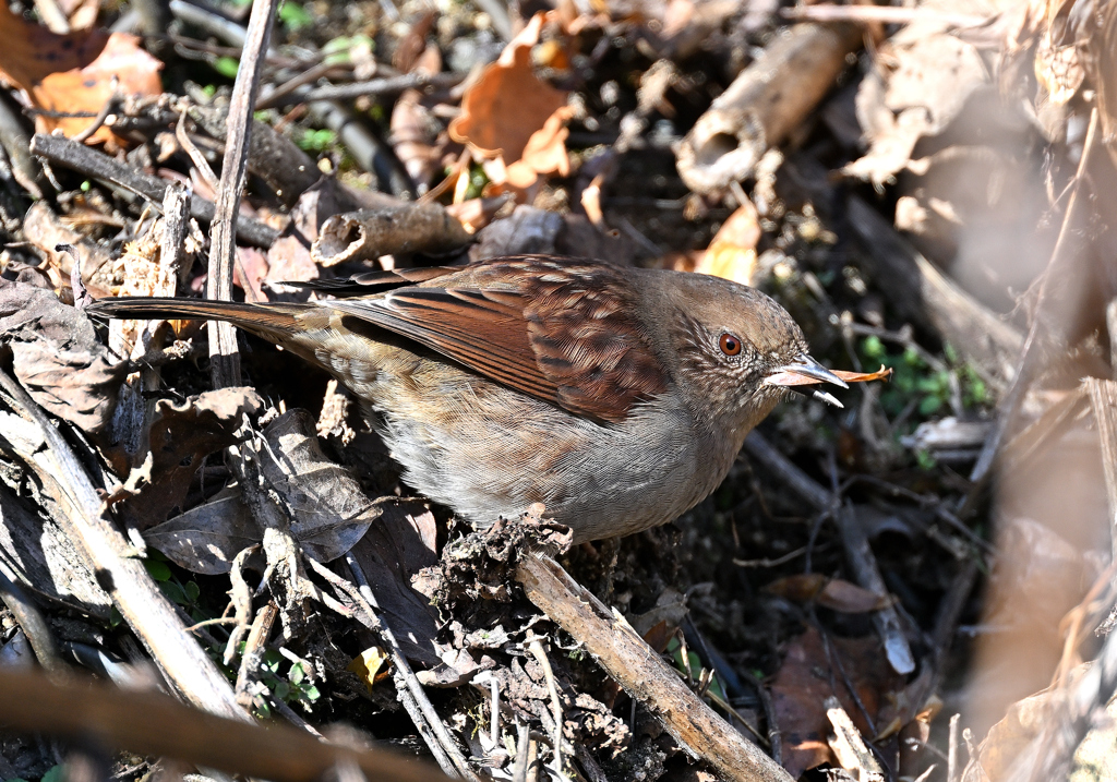 カヤクグリ