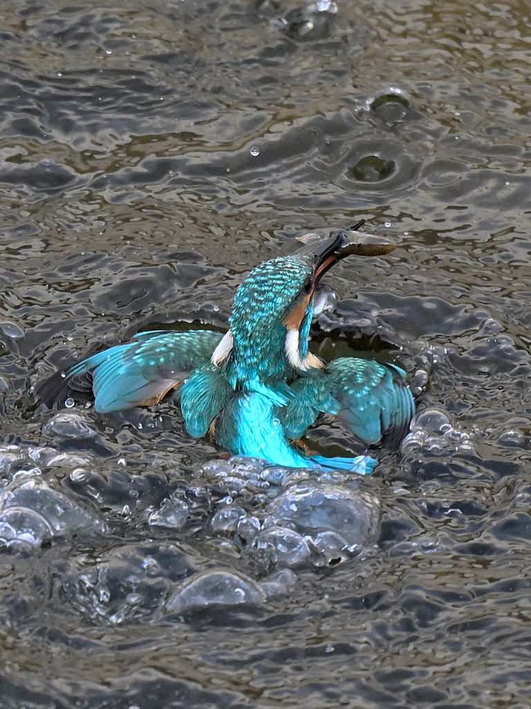 カワセミ