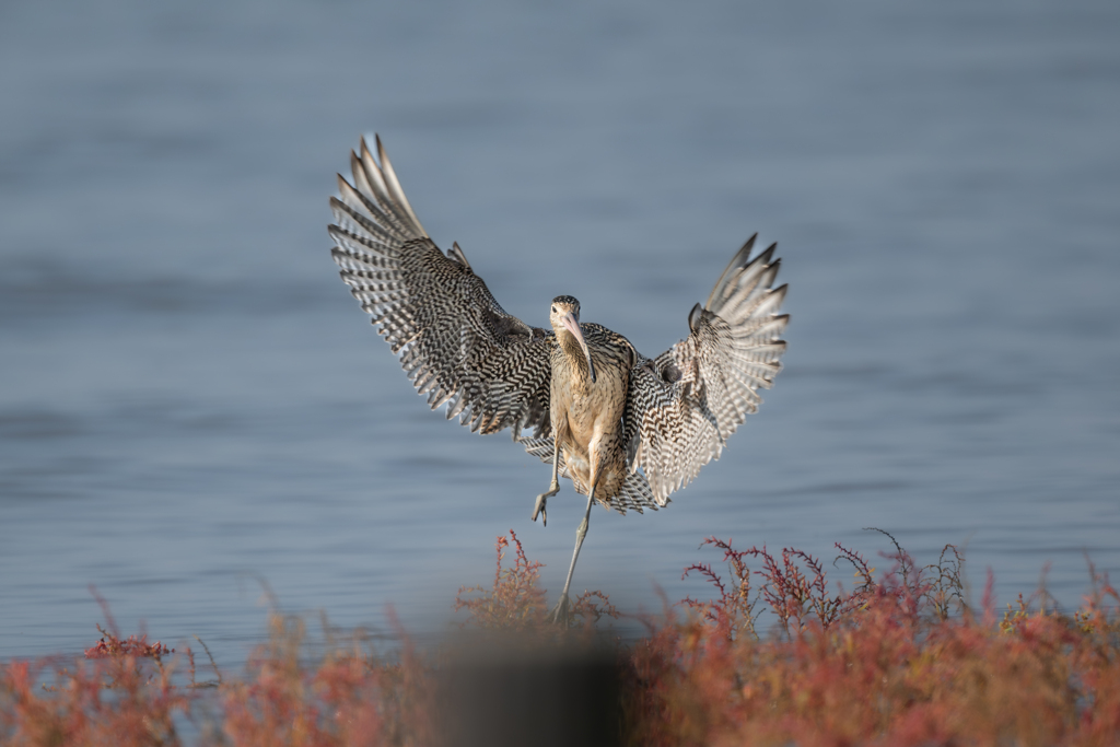 ホウロクシギ