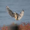 ホウロクシギ