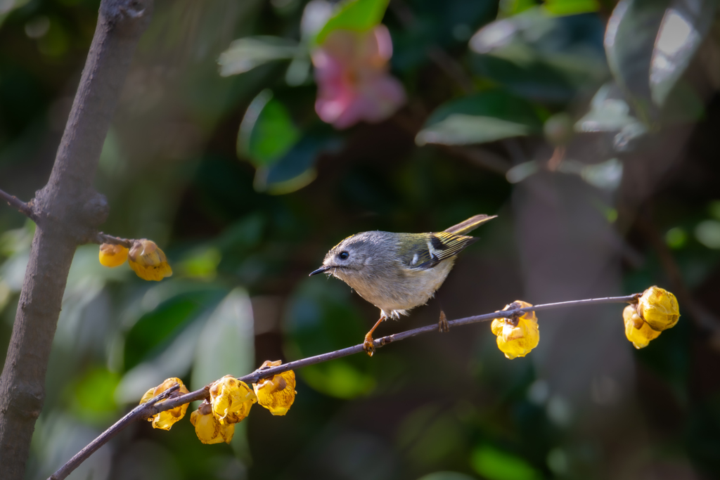 キクイタダキと蠟梅