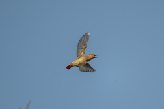 ヒレンジャク　（フライングキャッチ）