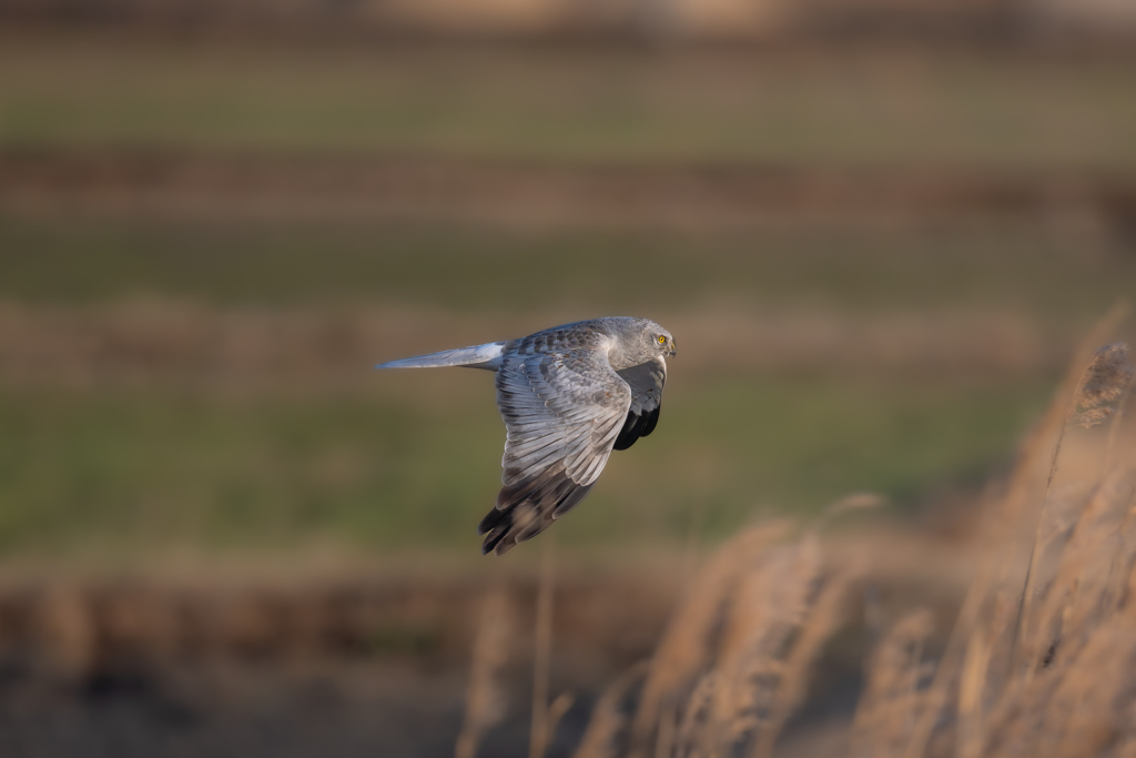 ハイイロチュウヒ