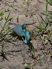 カワセミ