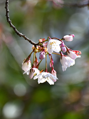 桜の開花