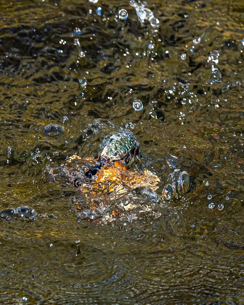 水中から浮上するカワセミ