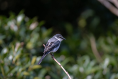 リュウキュウサンショウクイ