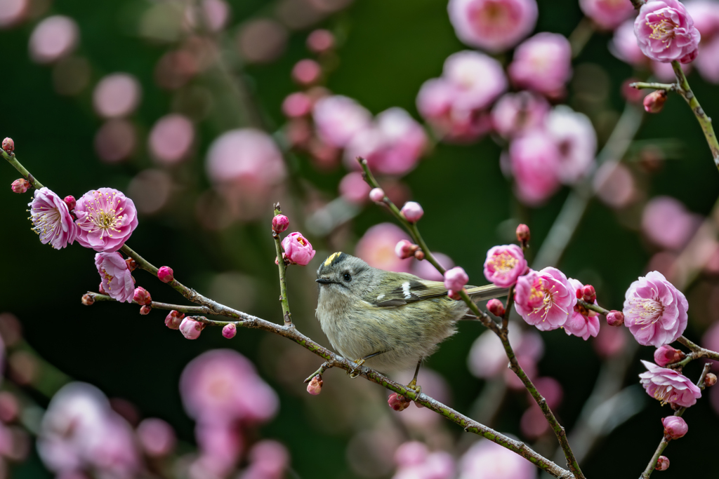 キクイタダキ…