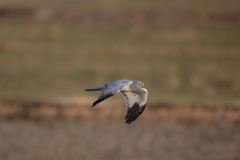 ハイイロチュウヒ