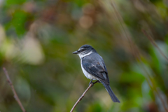 リュウキュウサンショウクイ