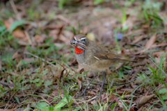 閻魔コオロギとノゴマ