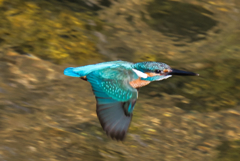 カワセミ