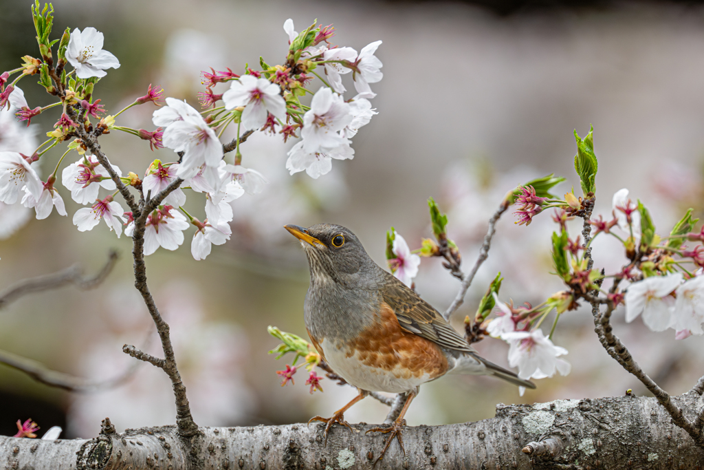 カラアカハラ