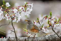 カラアカハラ