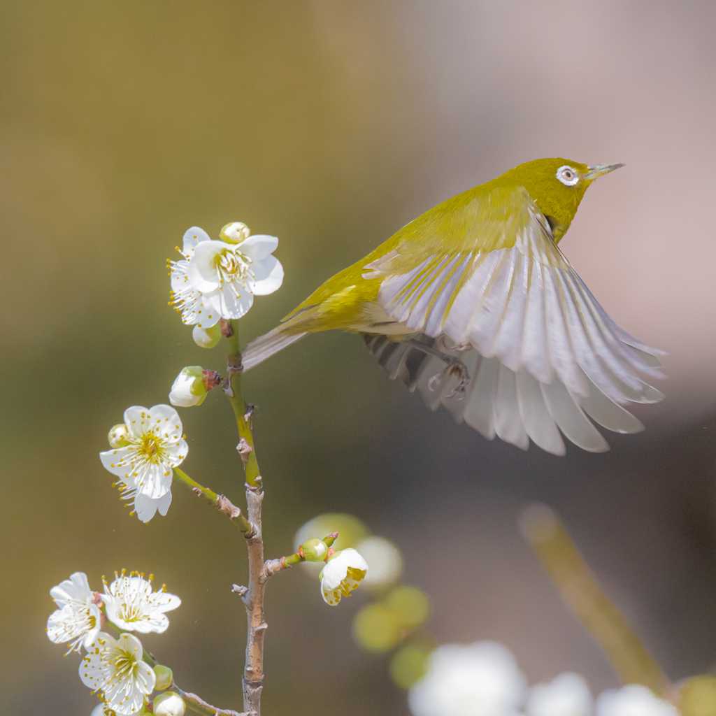 ウメジロー