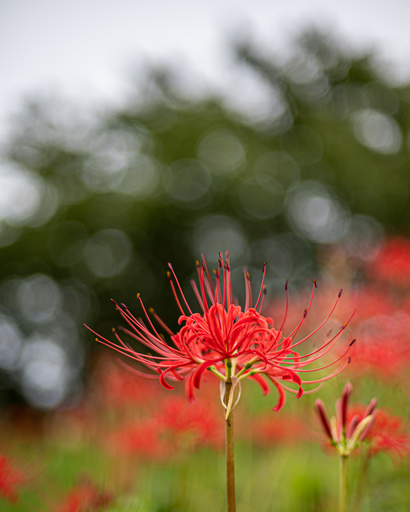 曼珠沙華