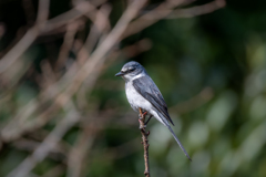 リュウキュウサンショウクイ