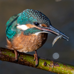 カワセミ幼鳥