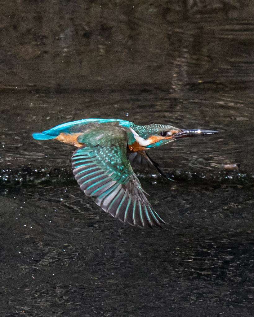 カワセミ